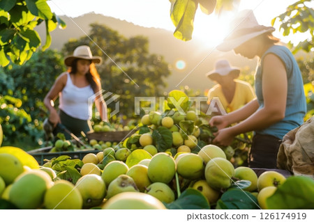 Farmers working during harvest time at a guava plantation, collecting ripe fruits under the setting sun 126174919