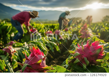 Farmers harvesting dragon fruits in a tropical plantation, surrounded by lush greenery. Workers picking vibrant red and green fruits, reflecting nature's bounty in a rural landscape 126174920