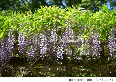 Wisteria trellis in the grounds of Kamigamo Shrine, Kita Ward, Kyoto City 126174964