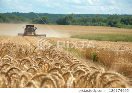 Harvesting ripe wheat in a sunny field, showcasing the beauty of farming and nature working together harmoniously Harvesting ripe wheat in a sunny field, showcasing the beauty of farming and nature working together harmoniously 126174965