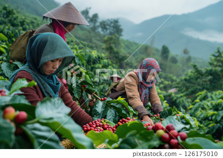 Female vietnamese coffee farmers wearing traditional conical hats are harvesting ripe coffee beans on a lush green plantation in the highlands 126175010