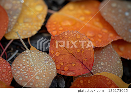 Close up shot of colorful autumn leaves covered in water droplets, creating a beautiful and serene scene of nature 126175025
