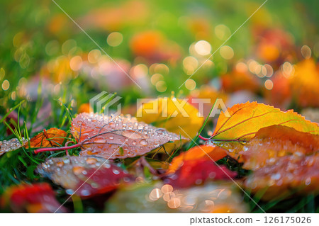 Colorful autumn leaves resting on green grass are covered with sparkling water droplets on a sunny fall day 126175026
