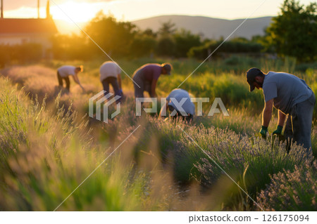 Farmers working hard harvesting lavender in a beautiful field during sunset in croatia, showing great teamwork 126175094
