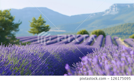 Stunning lavender field stretching as far as the eye can see, with a lone tree standing out against the purple landscape 126175095