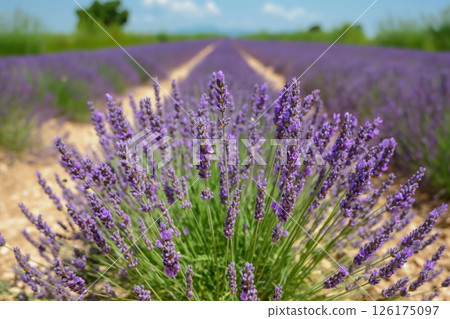 Stunning lavender field blooming under summer sky in south of france, showcasing natural beauty of provence. Vibrant purple flowers brighten countryside, popular for tourists seeking aromatic scent 126175097