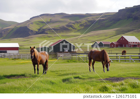 Two icelandic horses grazing on lush green grass with traditional icelandic farm buildings in the background Two icelandic horses grazing on lush green grass with traditional icelandic farm buildings in the background 126175101