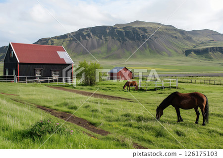 Icelandic horses are grazing peacefully on a lush green pasture in front of a traditional icelandic farm with a red roof and black walls 126175103