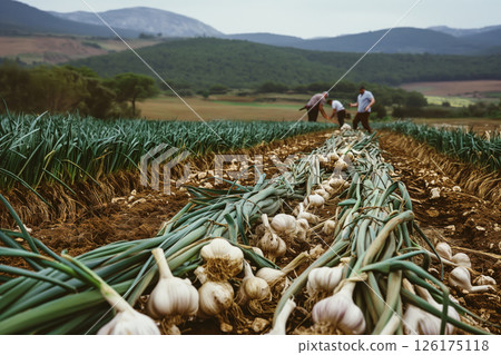 Freshly harvested garlic bulbs drying on the ground in a garlic field with farmers working in the background 126175118