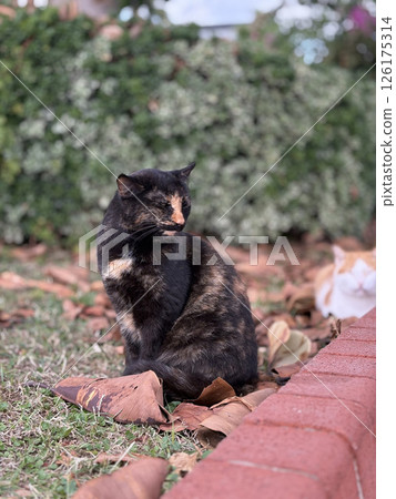 street cat walks through the evening city. High quality photo 126175314