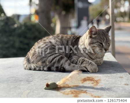 Tabby cat resting. High quality photo Tabby cat resting. High quality photo 126175404