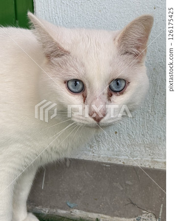 White fluffy cat. White cat grooming .High quality photo 126175425