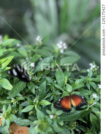 butterfly resting on leaves. High quality photo butterfly resting on leaves. High quality photo 126175427