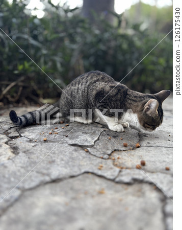 street cat walks through the evening city. High quality photo street cat walks through the evening city. High quality photo 126175430