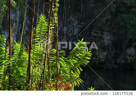Vivid green leaves and lianes are in sunlight in a tropical jungle setting Vivid green leaves and lianes are in sunlight in a tropical jungle setting 126175536