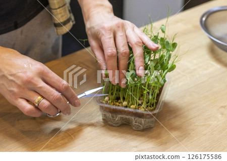 Woman cuts of the micro greens in the plastic container 126175586
