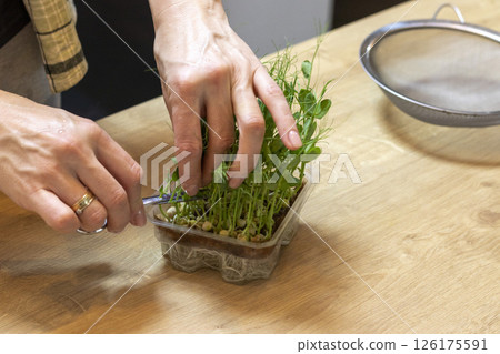 Woman cuts of the micro greens in the plastic container Woman cuts of the micro greens in the plastic container 126175591