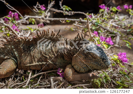 Iguana in Cocodrilo Park Gran Canaria, Canary Islands 126177247