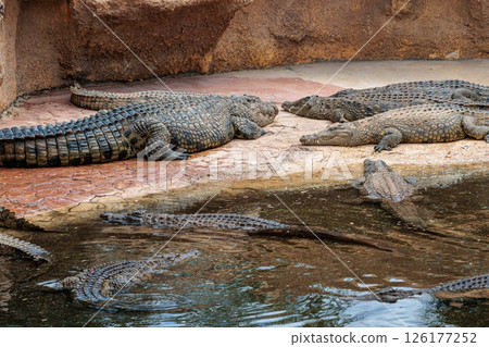 Nile crocodile in Cocodrilo Park Gran Canaria, Canary Islands Nile crocodile in Cocodrilo Park Gran Canaria, Canary Islands 126177252
