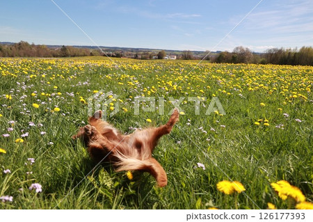 A dog is playing in a field of yellow flowers 126177393