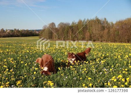 Two dogs are playing in a field of yellow flowers Two dogs are playing in a field of yellow flowers 126177398