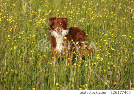 A brown and white dog is standing in a field of yellow flowers 126177403