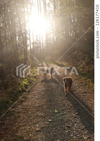 Two dogs are walking on a dirt road in the woods 126177410