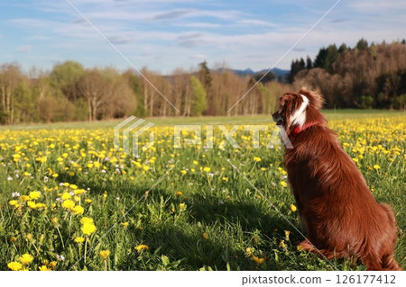 A dog is sitting in a field of yellow flowers A dog is sitting in a field of yellow flowers 126177412