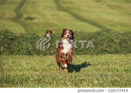 A brown and white dog is running in a field 126177414