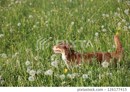 A brown and white dog is running through a field of yellow flowers A brown and white dog is running through a field of yellow flowers 126177415