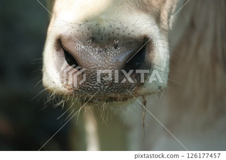 A cow's nose is wet and dirty A cow's nose is wet and dirty 126177457