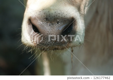 A close up of a cow's nose with a lot of hair 126177462