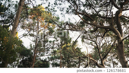 Low angle, trees and nature sky with landscape for travel, tourism or holiday destination. Outdoor, fresh air and foliage with natural environment, location and green leave in forest with view Low angle, trees and nature sky with landscape for travel, tourism or holiday destination. Outdoor, fresh air and foliage with natural environment, location and green leave in forest with view 126178681
