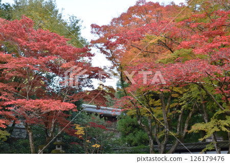 Autumn at the Imperial Throne Garden of the Imperial Temple Sennyuji (Higashiyama Ward, Kyoto City) Autumn at the Imperial Throne Garden of the Imperial Temple Sennyuji (Higashiyama Ward, Kyoto City) 126179476