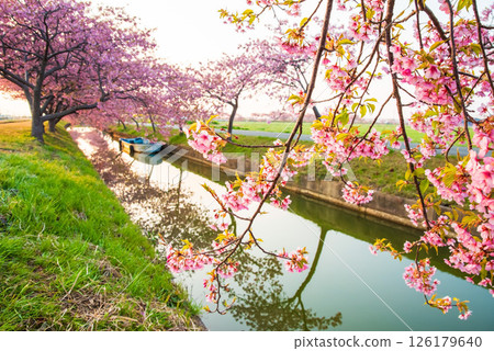 【朝陽櫻花盛開的攝影勝地】笠松河津櫻花路（三重縣松阪笠松町） 126179640