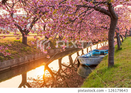 【朝陽櫻花盛開的攝影勝地】笠松河津櫻花路（三重縣松阪笠松町） 126179643
