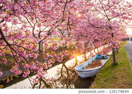 【朝陽櫻花盛開的攝影勝地】笠松河津櫻花路（三重縣松阪笠松町） 126179644