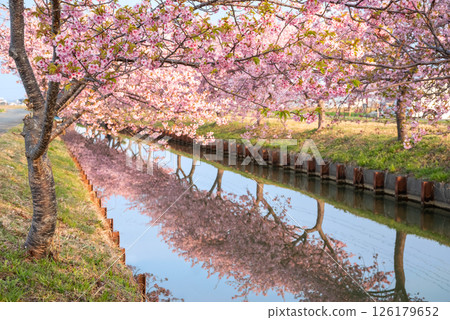 [Reflection of cherry blossoms] Kasamatsu Kawazu Sakura Road (Kasamatsu-cho, Matsusaka City, Mie Prefecture) 126179652