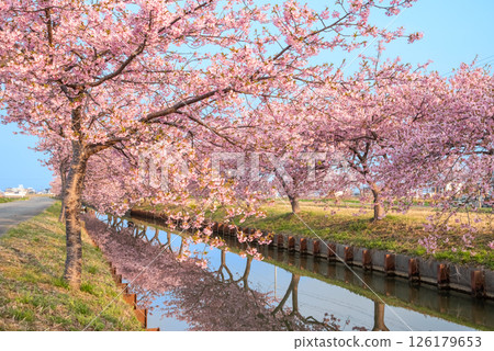 【櫻花倒影】笠松河津櫻花路（三重縣松阪笠松町） 126179653