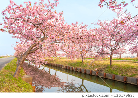 【櫻花倒影】笠松河津櫻花路（三重縣松阪笠松町） 126179655