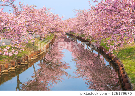 [Reflection of cherry blossoms] Kasamatsu Kawazu Sakura Road (Kasamatsu-cho, Matsusaka City, Mie Prefecture) 126179670