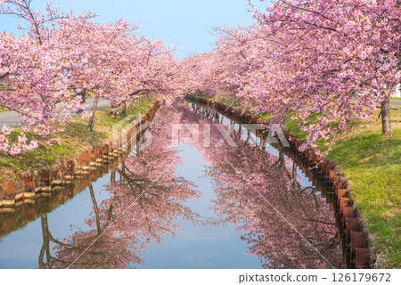 【櫻花倒影】笠松河津櫻花路(三重縣松阪笠松町) 【櫻花倒影】笠松河津櫻花路(三重縣松阪笠松町) 126179672