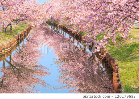 【櫻花倒影】笠松河津櫻花路（三重縣松阪笠松町） 126179682