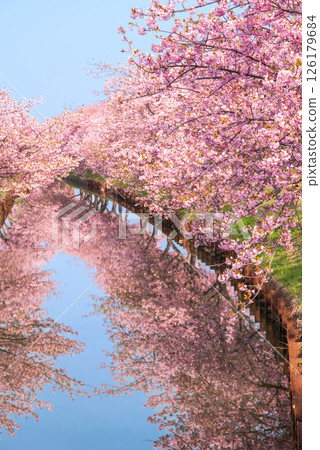 【櫻花倒影】笠松河津櫻花路(三重縣松阪笠松町) 【櫻花倒影】笠松河津櫻花路(三重縣松阪笠松町) 126179684