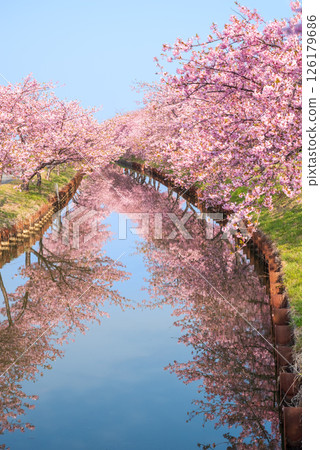 [Reflection of cherry blossoms] Kasamatsu Kawazu Sakura Road (Kasamatsu-cho, Matsusaka City, Mie Prefecture) 126179686