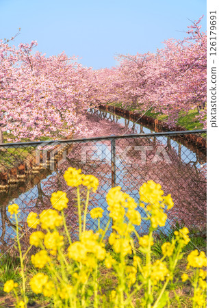[A scenic spot for rape blossoms] Kasamatsu Kawazu Sakura Road (Kasamatsu-cho, Matsusaka City, Mie Prefecture) 126179691