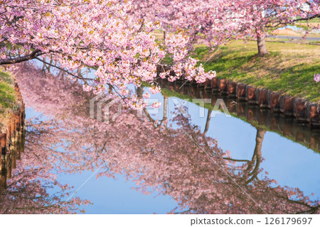 【櫻花倒影】笠松河津櫻花路(三重縣松阪笠松町) 【櫻花倒影】笠松河津櫻花路(三重縣松阪笠松町) 126179697