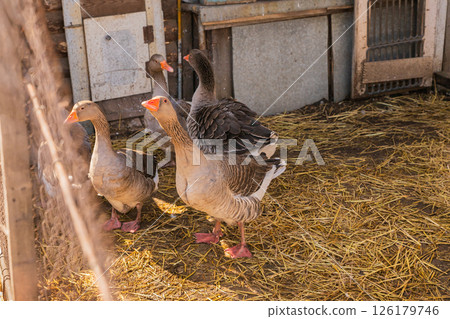 A flock of grey greylag geese walk and stretch their necks in a pen on an organic farm A flock of grey greylag geese walk and stretch their necks in a pen on an organic farm 126179746