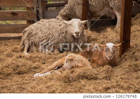 beige sheep looking at camera and two brown baby lambs sleeping on hay. free range Katumsky or Katumas ovis aries sheep, organic ranch 126179748