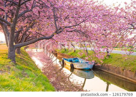 【絕美景色！ 】櫻花倒映】笠松河津櫻花路（三重縣松阪笠松町） 126179769